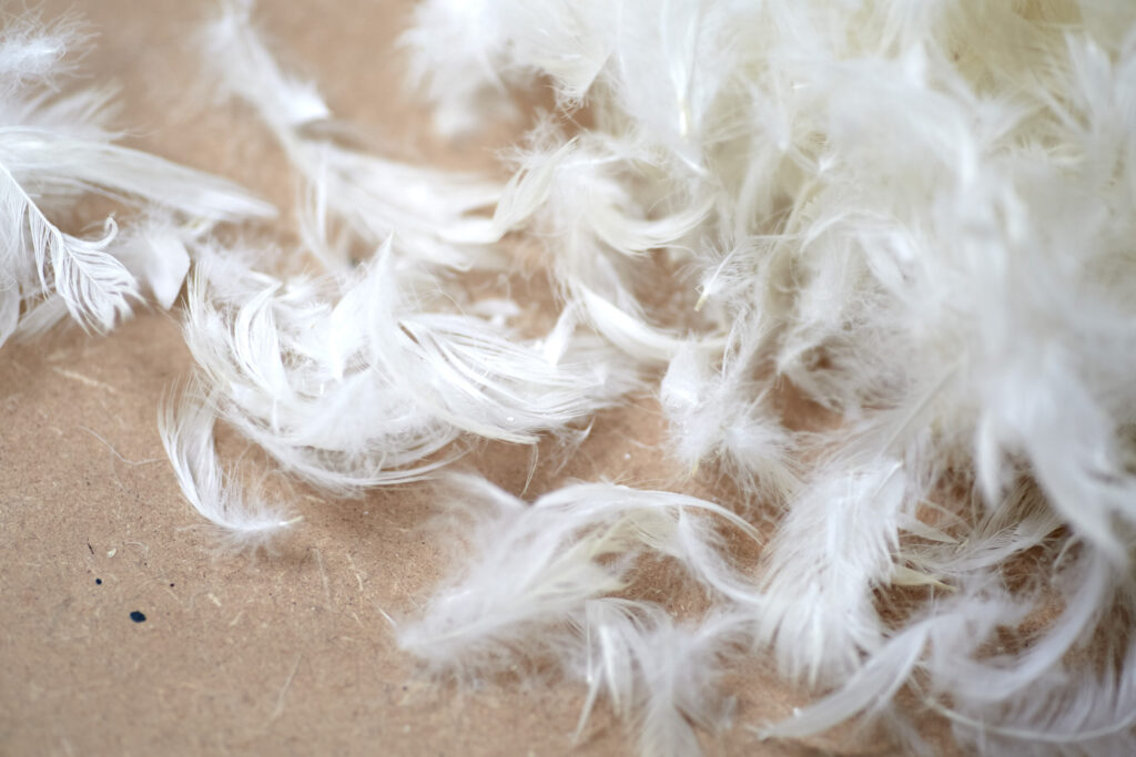 Feather and down inners, natural and non toxic.